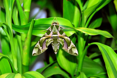 Oleander Hawk Moth - Sri Lanka