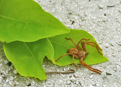 Solomon Islands Spider