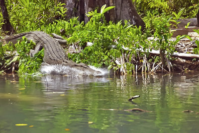 Saltwater Crocodile Sui River Choiseul
