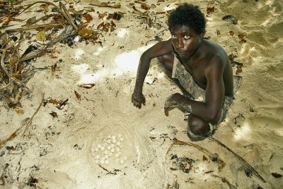 Turtle Eggs - Shortland Islands