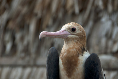 Female Frigate Bird Solomon Islands