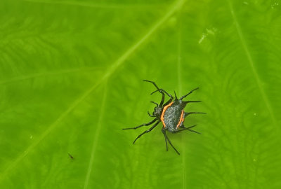 Vela Lavela Island Spider