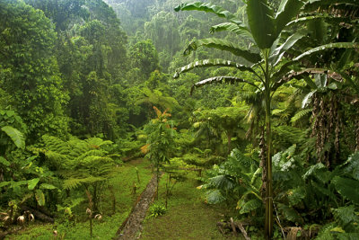 Vela Lavela Rainforest Camp