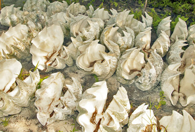 Giant Clamshells For Sale - Shortland Islands