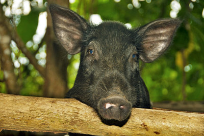 Vela Lavela Island  Pig