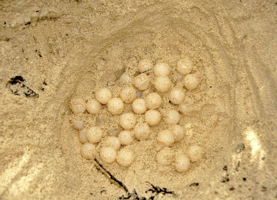 Turtle Eggs of Shortland Islands