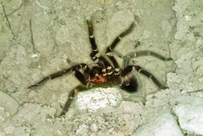 Ground Spider with Egg Sac - Australia