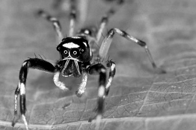 Australia - Jumping Spider in Black and White