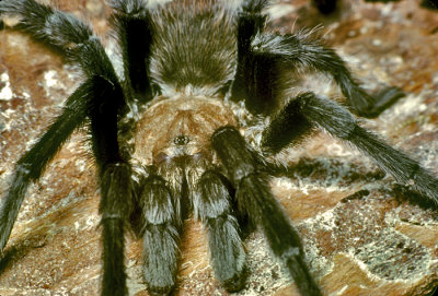 Large Ground Spider