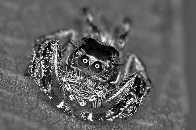 Spider - Black and White