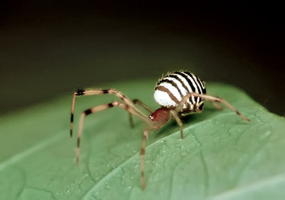 Cobweb Spider - Australia