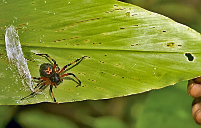 Spider - Solomon Islands