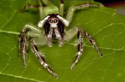 Jumping Spider - Australia