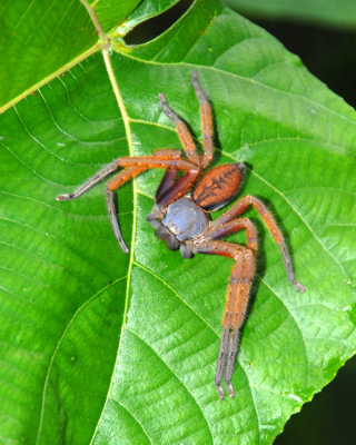 Spider - Solomon Islands