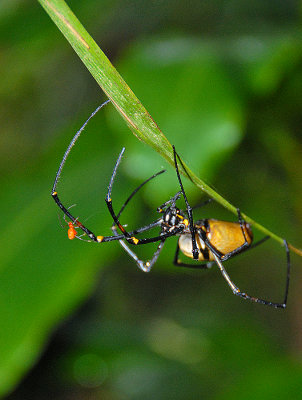 Spiders - Male and Female - Solomon Islands