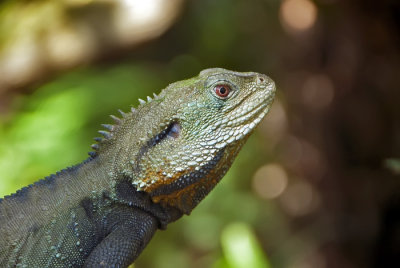Dragon Lizard - Australia