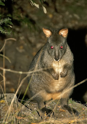 Tasmanian Pademelon