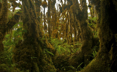 Solomon Islands Moss Forrest