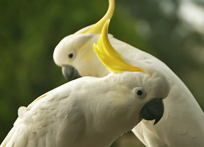 Sulpher-Crested Cockatoo Australia