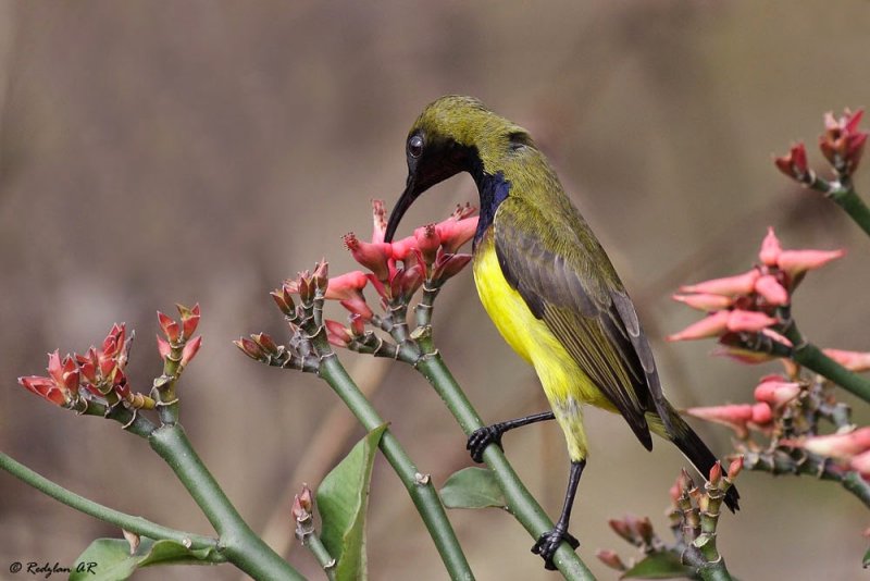 Sun Bird.