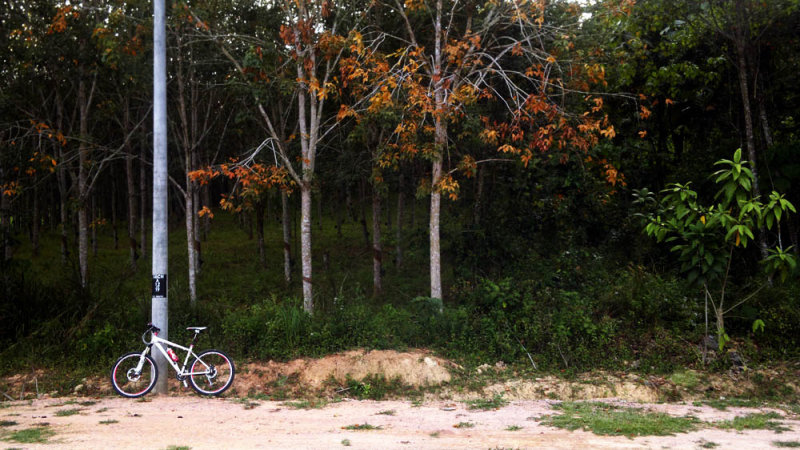 Rubber Trees