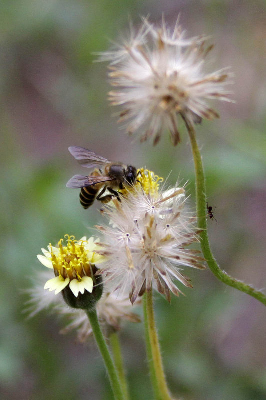 Insects