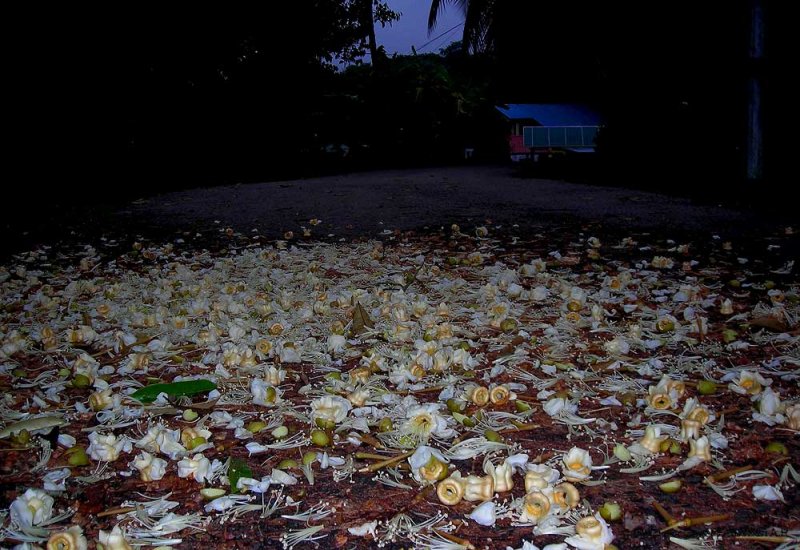 Durian Flowers