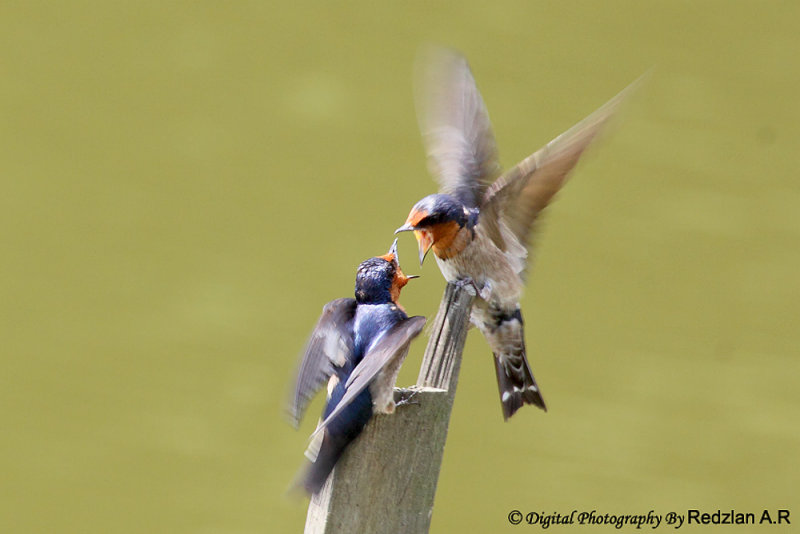 Feeding Swallow
