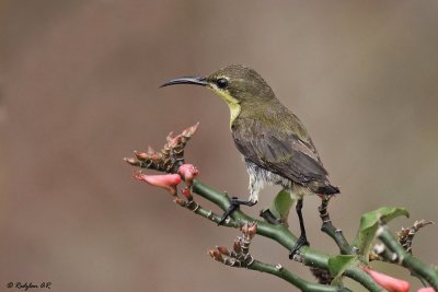 Juveniile