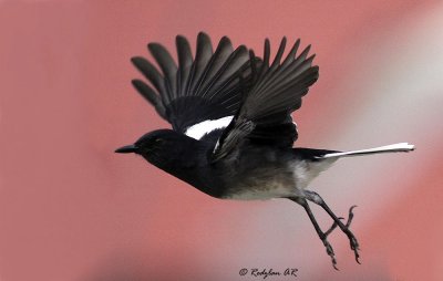 Flying Magpie Robin