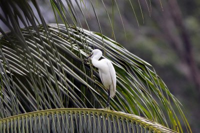 Egaret at Coconut Tree