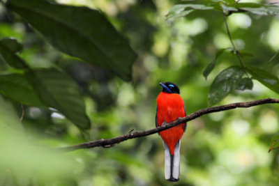 Bird at Bukit Rengit, Lancang, Pahang