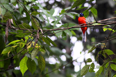 Trogon
