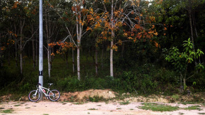 Rubber Trees