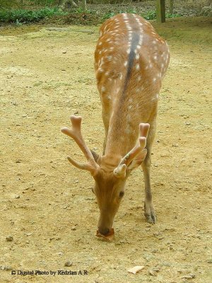 Taiwan Deer