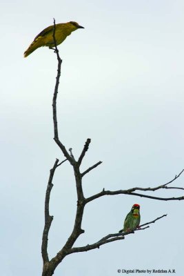 Barbet_and_Oriole