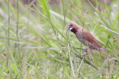Scally-breasted Munia - Adult
