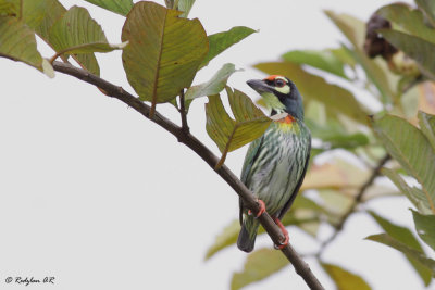 Barbet CopperSmith