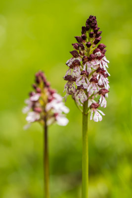 Orchis purperea