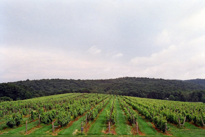 the Millbrook Winery