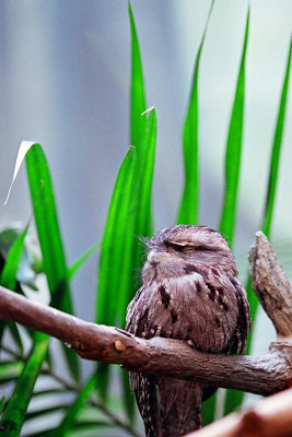 sleeping frogmouth