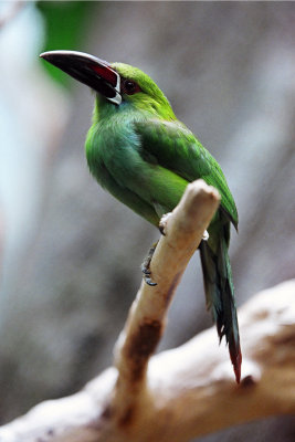 green toucan
