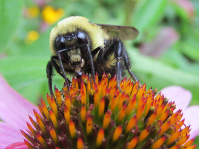 Bumblebee & Cone Flower