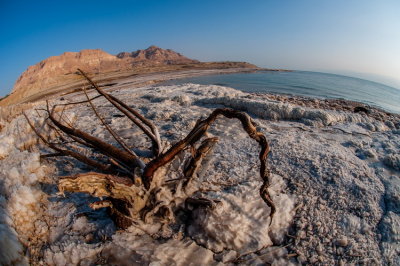 the dead sea