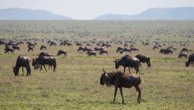 Wildebeest from Horizon to Horizon