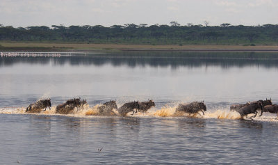 Wildebeest Stampede Across a Shallow Lake