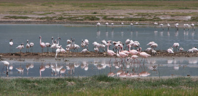 Lake of Flamingos