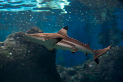 Black-tipped Reef Shark