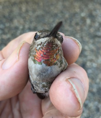 Gravid Female Anna's Hummingbird in Idaho
