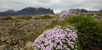 20130617-02-Kvisker02.JPG